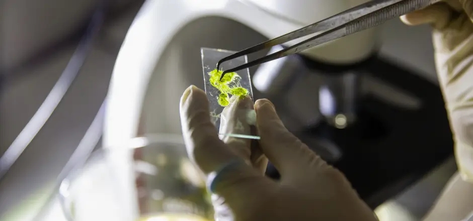Weaving a new fibre with algae-rhythm