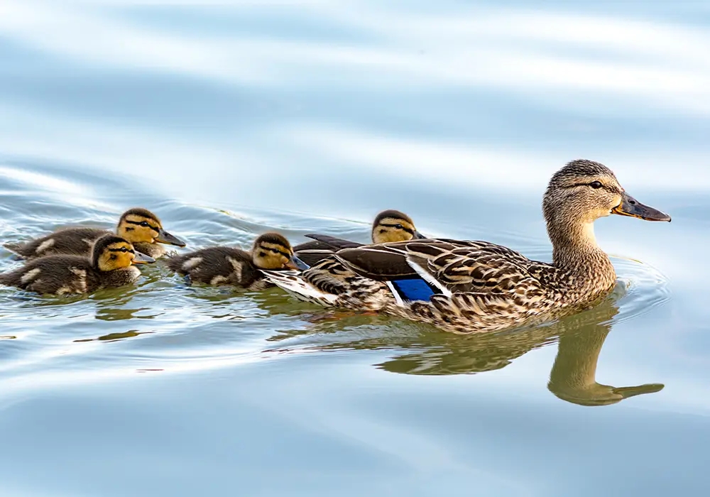 Conserving biodiversity for sustainable development