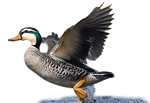 Indian Spot-billed Duck