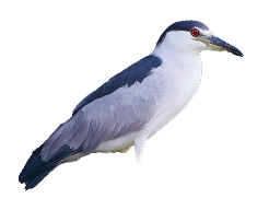 Night Heron