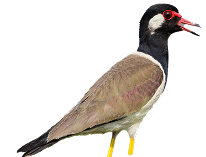 Red Wattled Lapwing