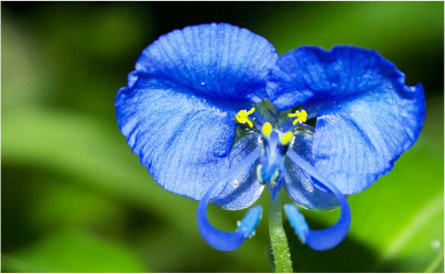 The Benghal Day flower
