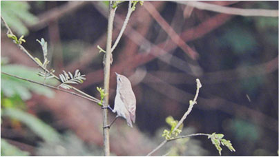 Chiffchaff at home