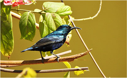 The Purple Sunbirds