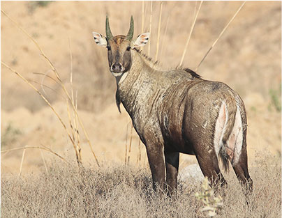 The Majestic Nilgai
